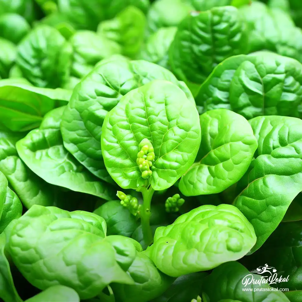 alugbati health benefits 11