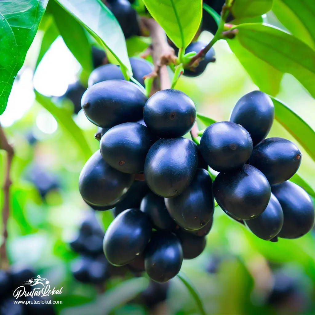 duhat java plum health benefits 02