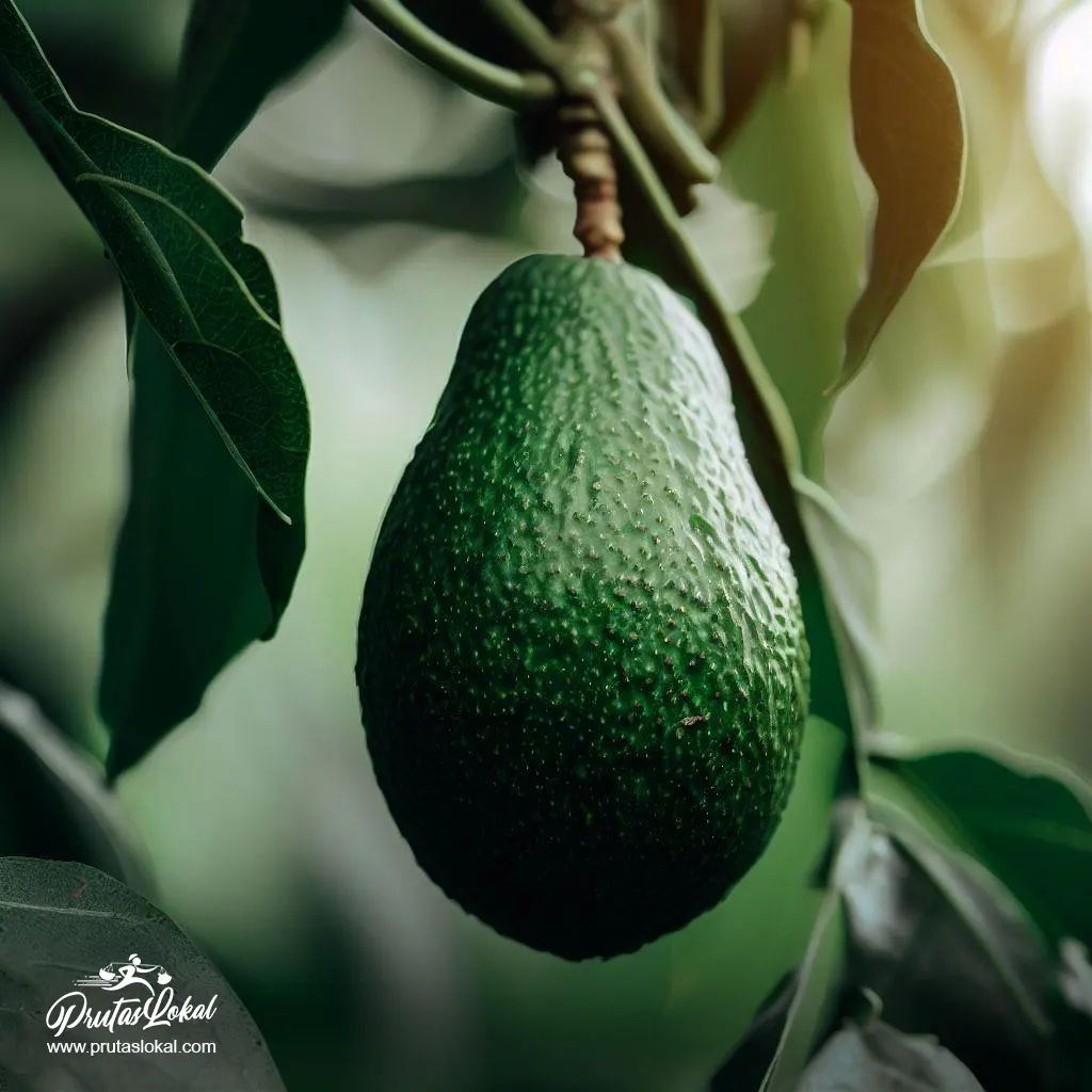 health benefits avocado 08