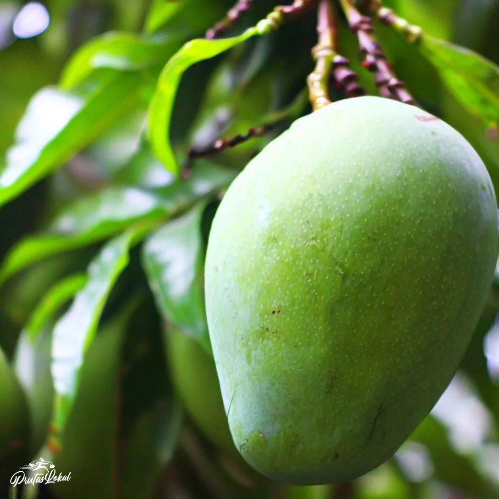 fresh indian mango
