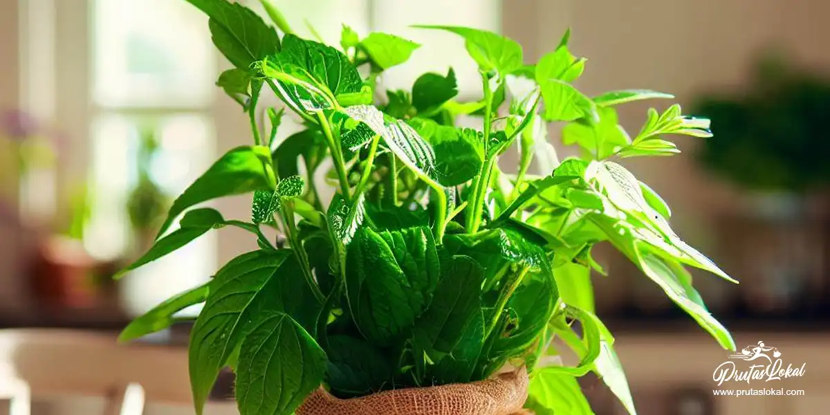 Saluyot (Jute Leaves): Mga Nakakabilib na Benepisyo sa Kalusugan