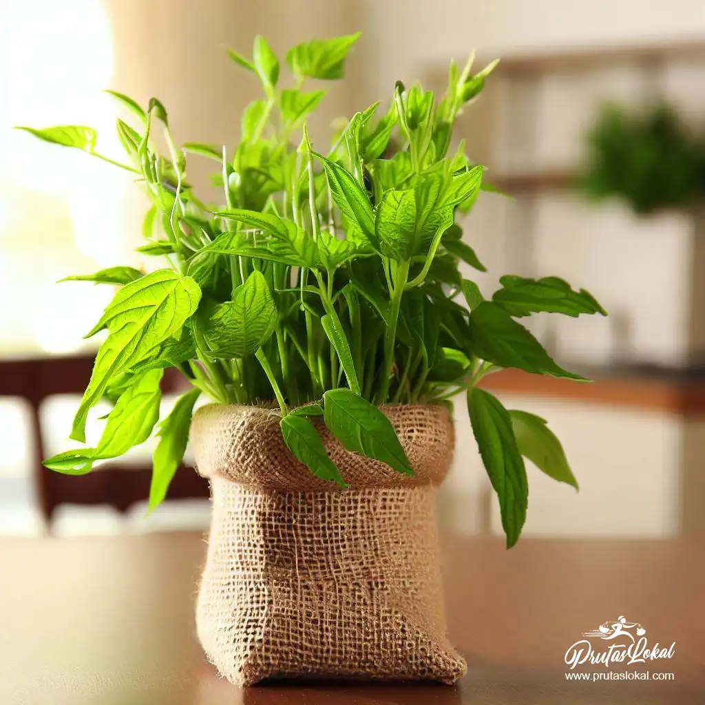 health benefits saluyot 03