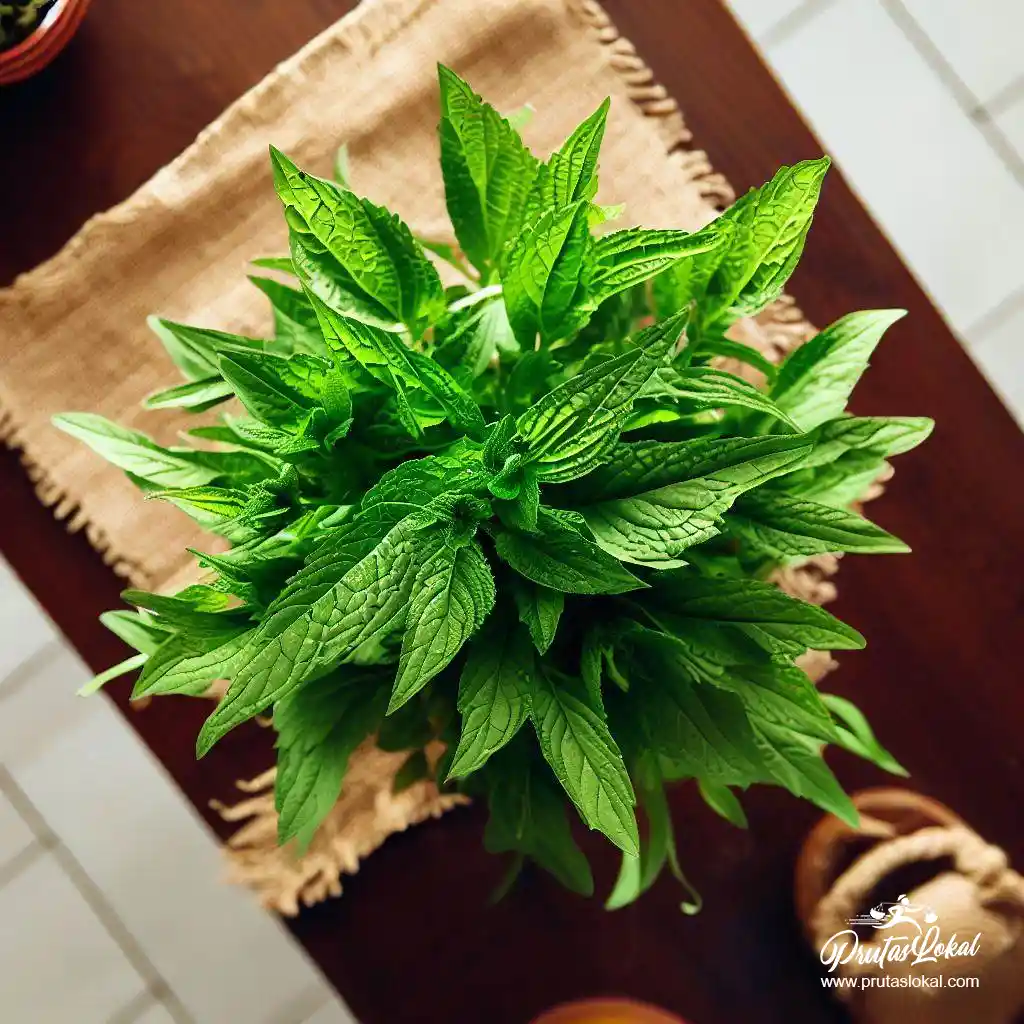 health benefits saluyot 04