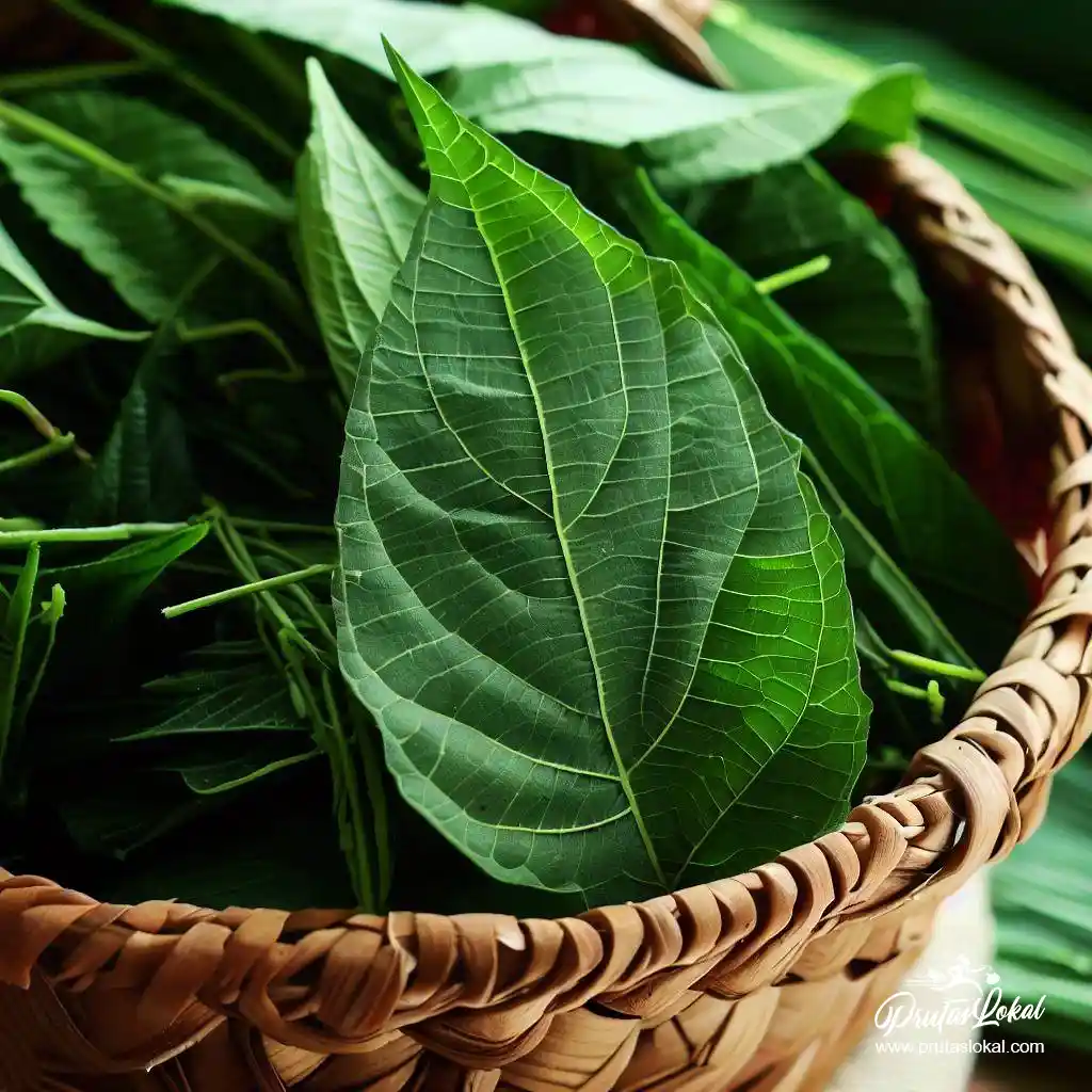 health benefits saluyot 07