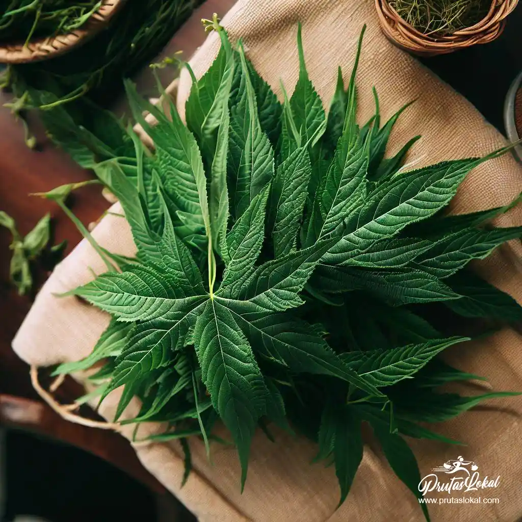 health benefits saluyot 08