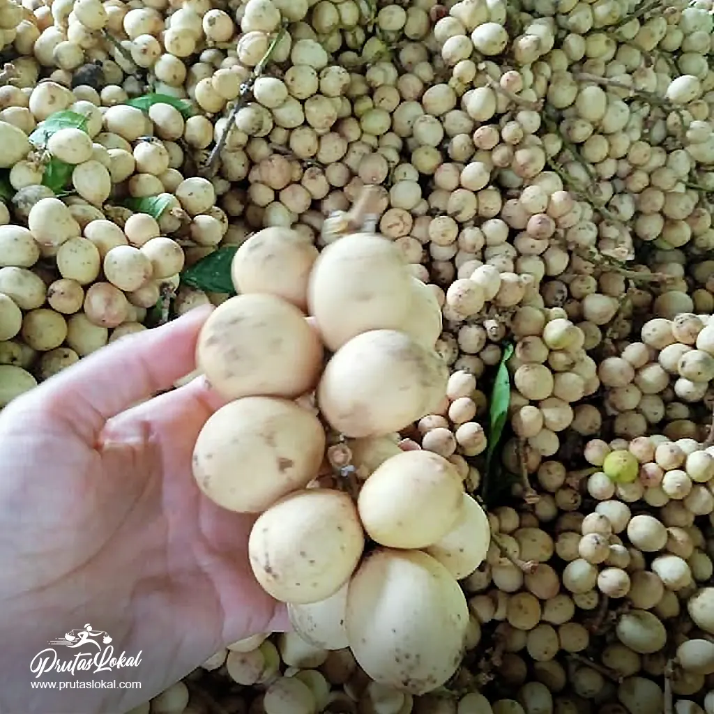 lanzones health benefits 04