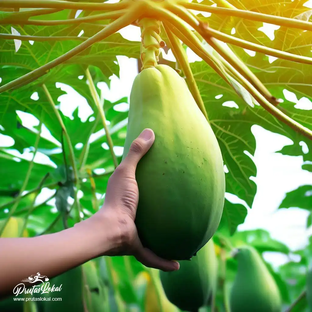 papaya health benefits 08