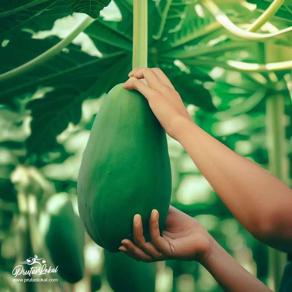 papaya health benefits 12